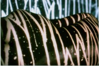 /album/metamorfose/foto-p-jpg/